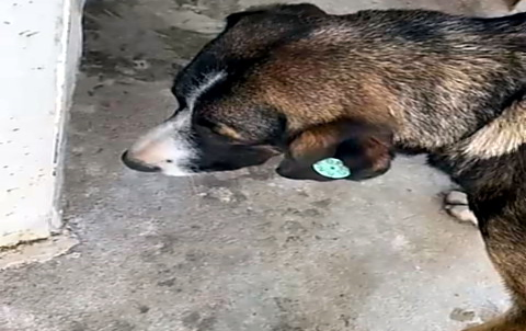 SÖKE BELEDİYESİ’NDEN UYARI; ÇİPLİ HAYVANI SOKAĞA BIRAKMANIN CEZASI 71 BİN TL’Yİ AŞIYOR