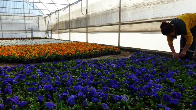 Söke Belediyesi serasında toplam 9 Bin 635 çiçek ve bitki yetiştirdi