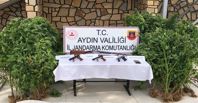 Kuyucak’ta Kenevir Bakımı Yaparken Suçüstü Yakalandı